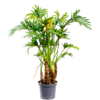 Philodendron Xantal Roots