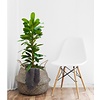 Ficus Cyathistipula Straight - hydrocultuur