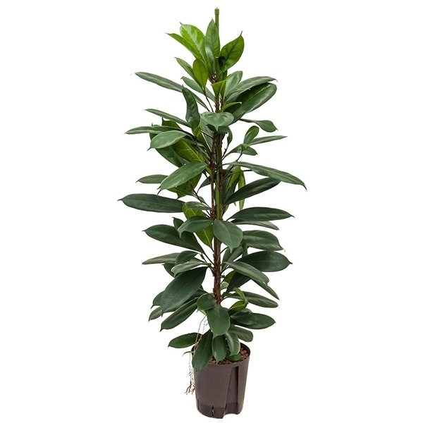 Ficus Cyathistipula Straight - hydrocultuur