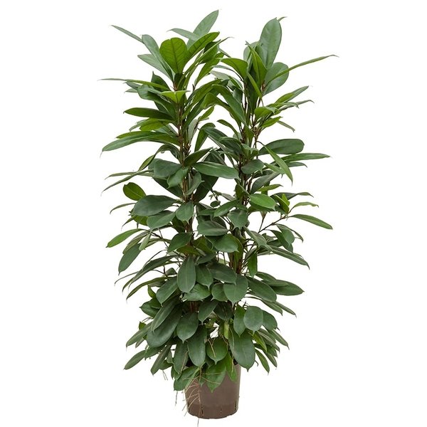 Ficus Cyathistipula Straight - hydrocultuur