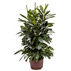 Ficus Cyathistipula Straight - hydrocultuur