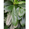 Ficus Cyathistipula Straight - hydrocultuur