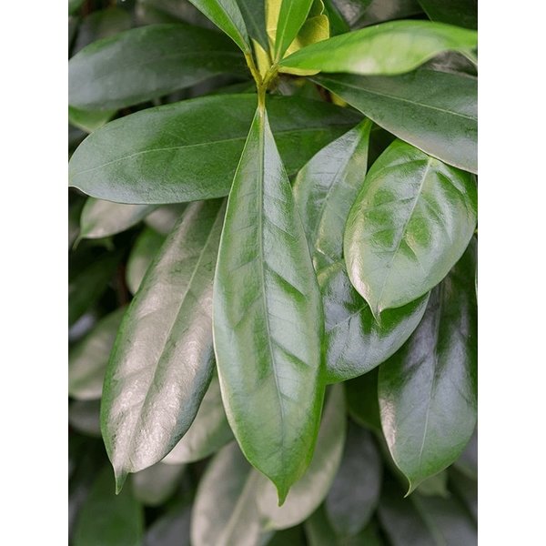 Ficus Cyathistipula Straight - hydrocultuur