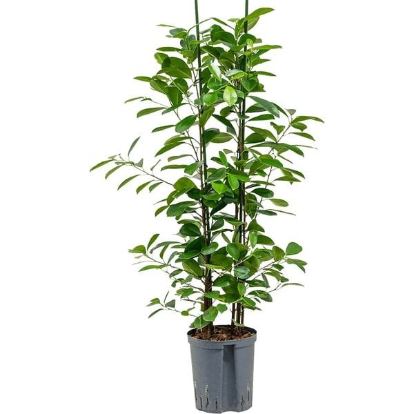  Ficus Moclame - hydrocultuur