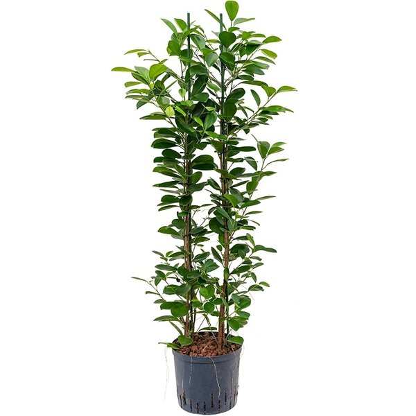  Ficus Moclame - hydrocultuur