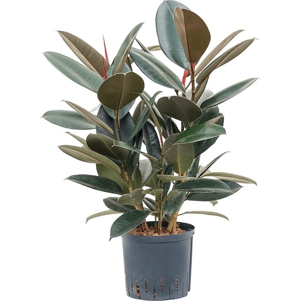Ficus Elastica Abidjan - hydrocultuur