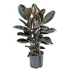 Ficus Elastica Abidjan - hydrocultuur