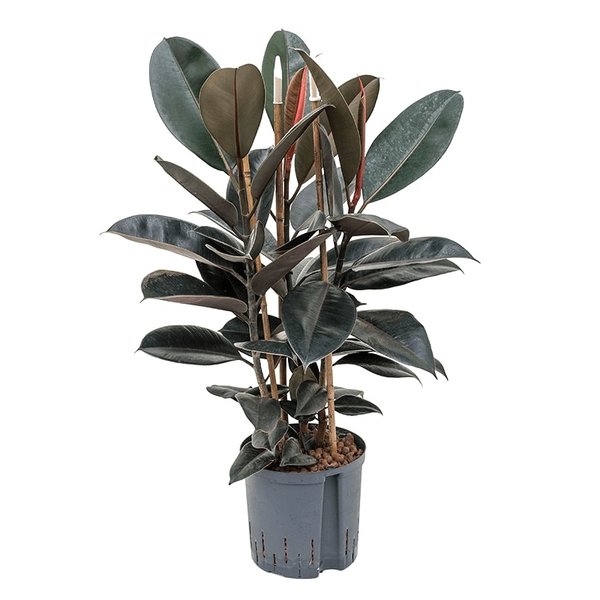 Ficus Elastica Abidjan - hydrocultuur