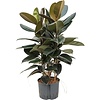 Ficus Elastica Abidjan - hydrocultuur