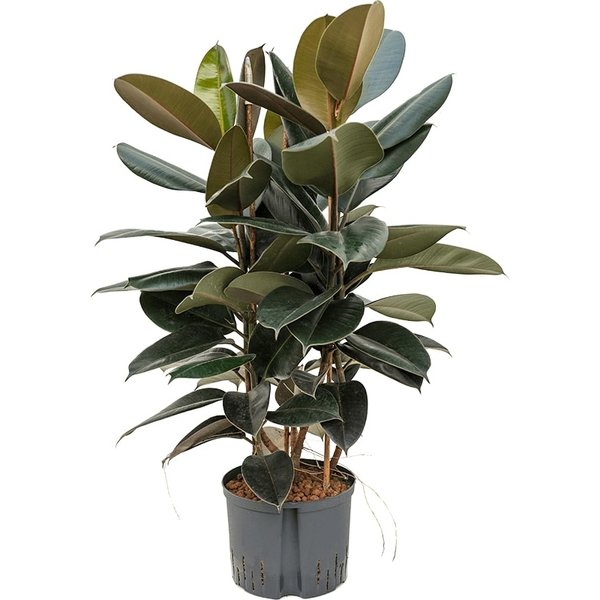 Ficus Elastica Abidjan - hydrocultuur