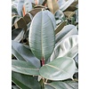 Ficus Elastica Abidjan - hydrocultuur
