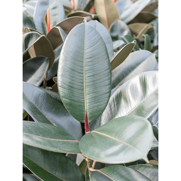 Ficus Elastica Abidjan - hydrocultuur