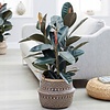 Ficus Elastica Abidjan - hydrocultuur