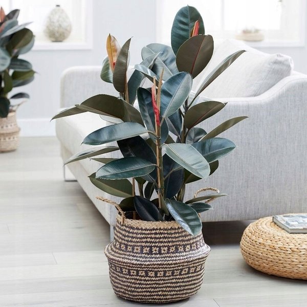 Ficus Elastica Abidjan - hydrocultuur