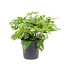 Philodendron Minima