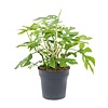 Philodendron Minima