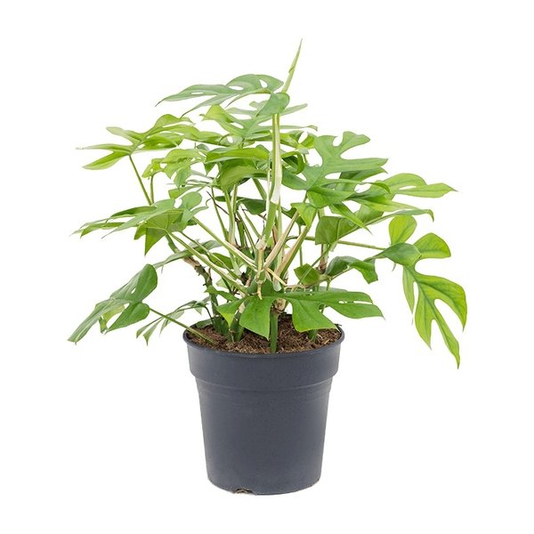 Philodendron Minima