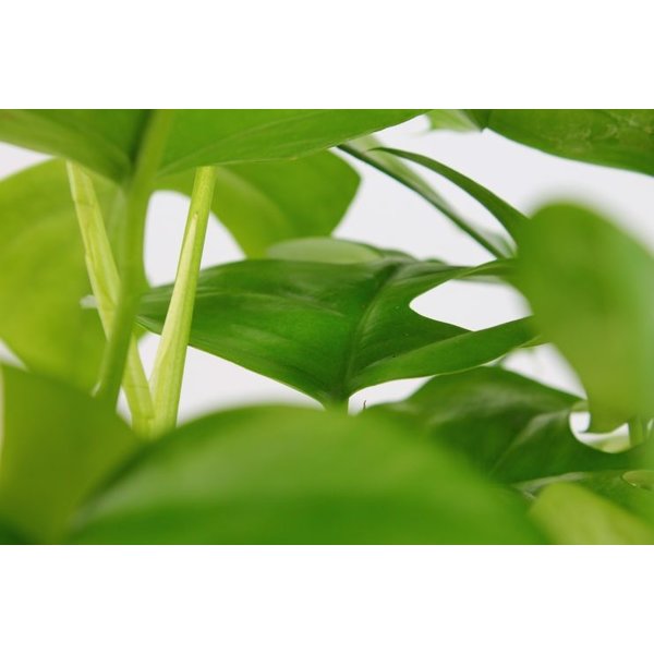 Philodendron Minima