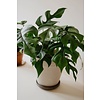 Philodendron Minima