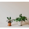Philodendron Minima