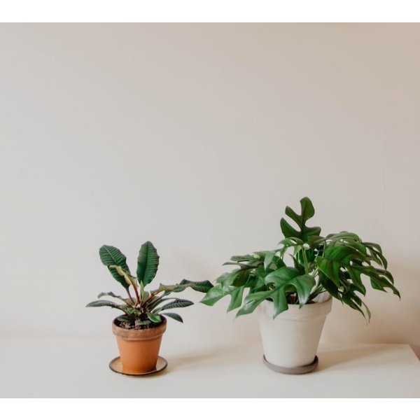 Philodendron Minima