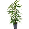 Ficus Amstel King Straight - hydrocultuur