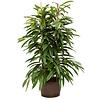 Ficus Amstel King Straight - hydrocultuur