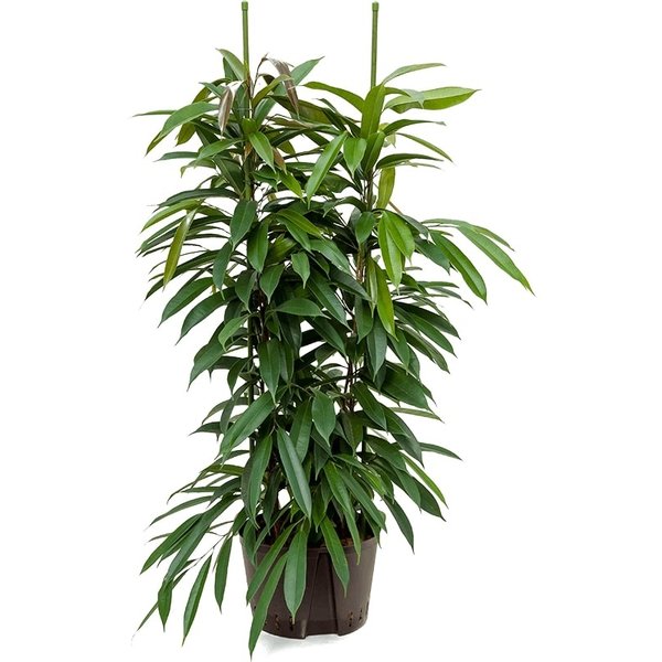 Ficus Amstel King Straight - hydrocultuur