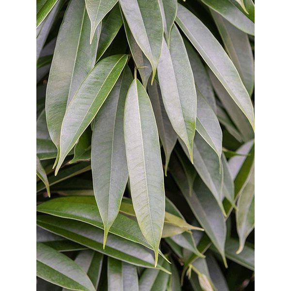 Ficus Amstel King Straight - hydrocultuur