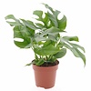 Philodendron Minima