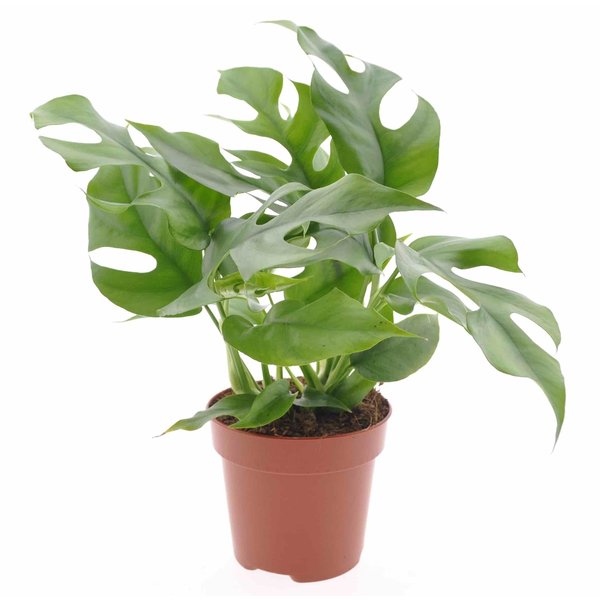 Philodendron Minima