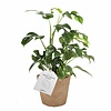 Philodendron Minima