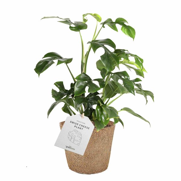 Philodendron Minima