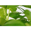Philodendron Minima Zuil