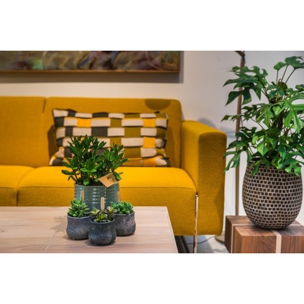 Philodendron Minima Zuil