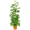 Philodendron Minima Zuil