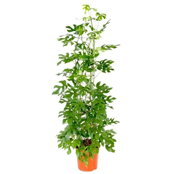 Philodendron Minima Zuil