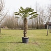 Trachycarpus Wagenrianus - Wagnerpalm