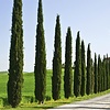 Cupressus sempr. 'Pyramidalis' Italiaanse Cipres