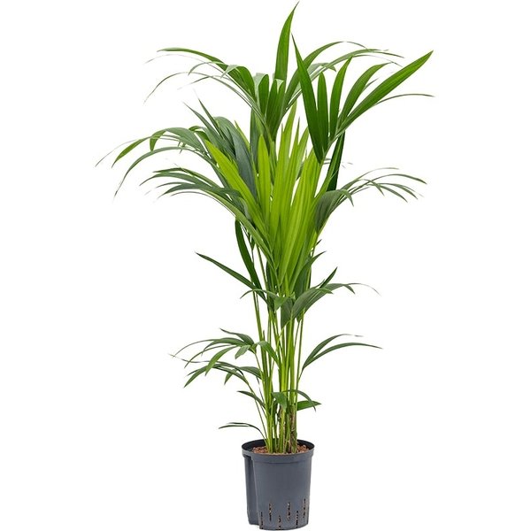 Kentia (howea) forsteriana - hydrocultuur