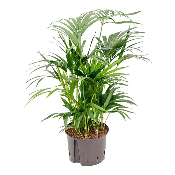 Kentia (howea) forsteriana - hydrocultuur