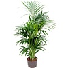 Kentia (howea) forsteriana - hydrocultuur