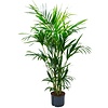 Kentia (howea) forsteriana - hydrocultuur