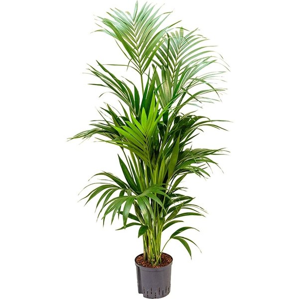 Kentia (howea) forsteriana - hydrocultuur