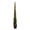Cupressus sempr. 'Pyramidalis' Italiaanse Cipres