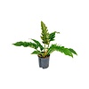 Philodendron Narrow - hydrocultuur