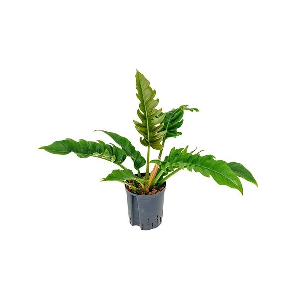 Philodendron Narrow - hydrocultuur