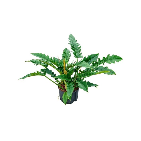 Philodendron Narrow - hydrocultuur