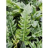 Philodendron Narrow - hydrocultuur