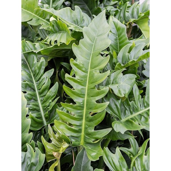  Philodendron Narrow - hydrocultuur